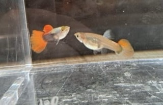 Platinum Red Tailed Dumbo Male Guppies – High Grade
